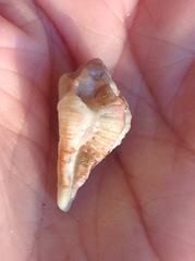 Maxwellia santarosana