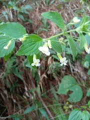 Stemodia peduncularis