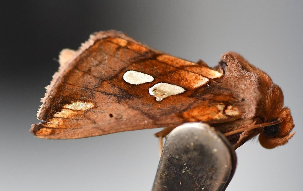 Large-spotted Looper Moth