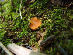 Scutellinia fujianensis