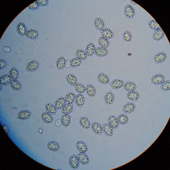 Scutellinia fujianensis