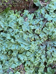 Marchantia inflexa