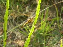 Erythrodiplax melanorubra