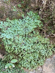 Marchantia inflexa