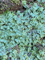 Marchantia inflexa