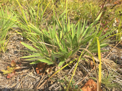 Dichanthelium praecocius