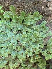 Marchantia inflexa