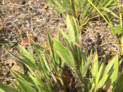 Dichanthelium praecocius