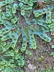 Marchantia inflexa