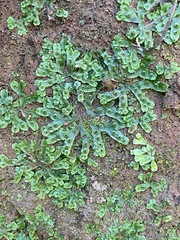 Marchantia inflexa