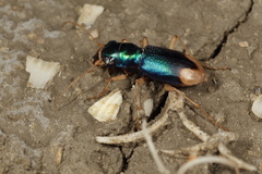 Grammognatha euphratica