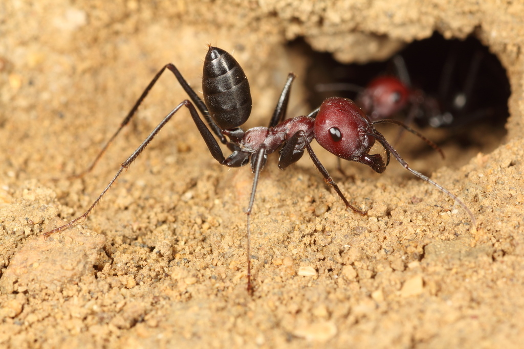 Sahara Ants and Allies