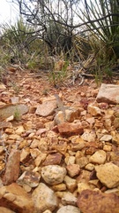 Cophosaurus texanus scitulus