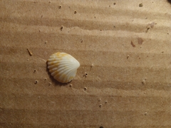 Tucetona