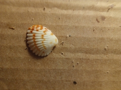 Tucetona