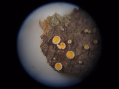 Erioscyphella abnormis