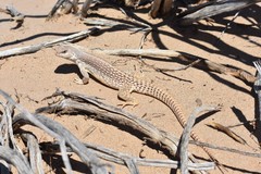 Dipsosaurus dorsalis dorsalis