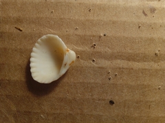 Tucetona