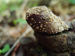 Erioscyphella abnormis