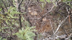 Cophosaurus texanus scitulus