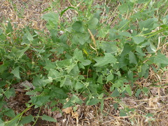 Atriplex micrantha