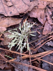 Ramalina culbersoniorum