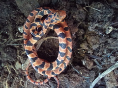 Imantodes gemmistratus