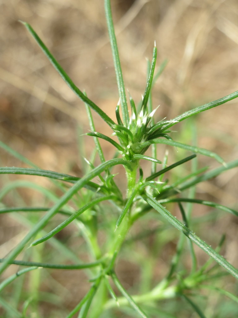 Tumbleweed, - Russian Thistle - DesertUSA