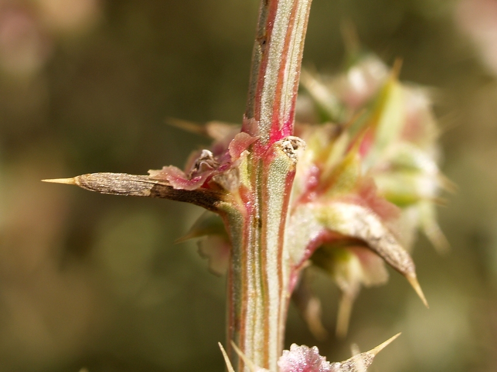 tumbleweed (Invasive Species of Texas) · iNaturalist