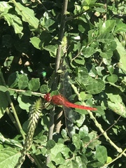 Crocothemis servilia