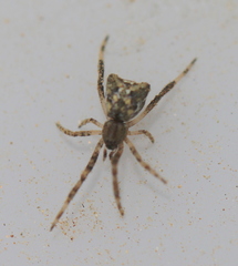 Episinus