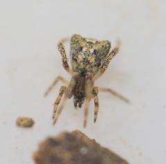 Episinus