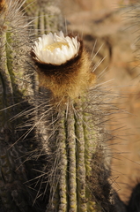 Eulychnia breviflora