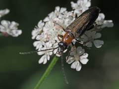 Anogcodes rufiventris