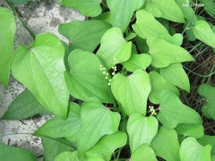 Dioscorea japonica