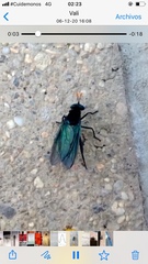 Paramydas igniticornis