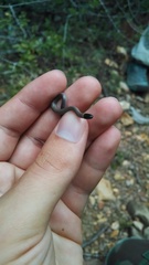 Tantilla hobartsmithi