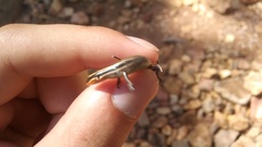 Plestiodon tetragrammus brevilineatus