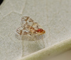 Saccharodite chrysonoe