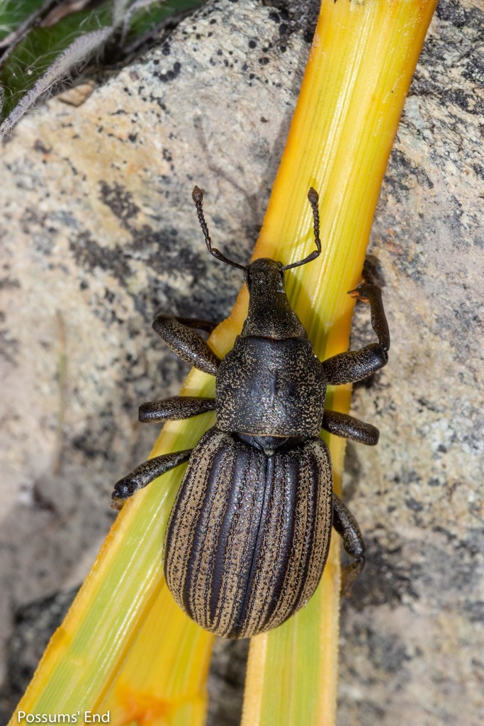 Lyperobius patricki