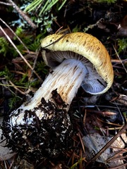 Cortinarius glaucopus