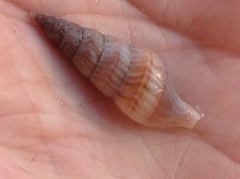 Ophiodermella inermis