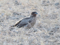 Milvus migrans lineatus