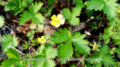 Potentilla simulatrix