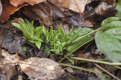 Omphalodes cappadocica