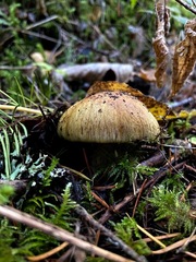 Cortinarius glaucopus