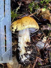 Cortinarius glaucopus