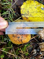 Cortinarius glaucopus