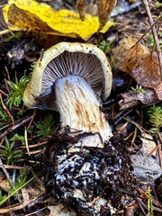 Cortinarius glaucopus