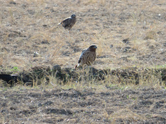 Milvus migrans lineatus